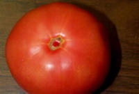 Salmonella and Tomato